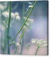 Summer Blossoms Canvas Print