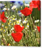 Summer Meadow With Poppy Cornflower Canvas Print