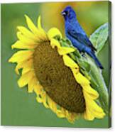 Sunflower Blue Canvas Print