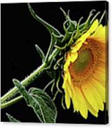 Sunflower Canvas Print