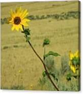 Sunflower Canvas Print