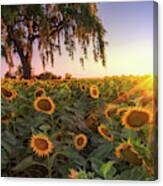 Sunflowers And A Burst Canvas Print