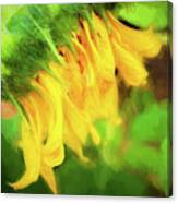 Sunflowers  Helianthus 147 Canvas Print