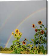 Sunflowers Under The Rainbow Canvas Print