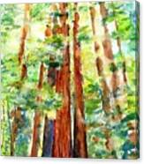 Sunlight Through Redwood Trees Canvas Print