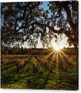 Sunset In The Vineyard Canvas Print