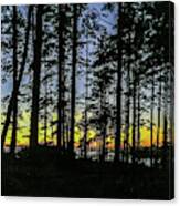 Sunset Thru The Trees Canvas Print