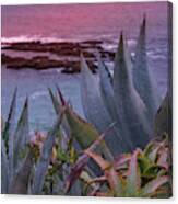 Sunset Water Aloe And Agaves Canvas Print