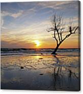 Sunset With Dead Tree At Seaside Canvas Print