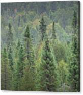 Superior National Forest I Canvas Print
