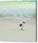 Surfide Seagull Stroll Canvas Print
