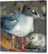 Swallow-tailed Gull With Chick Canvas Print