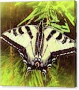 Tiger Swallow Tail Papilio Natural Habitat Canvas Print