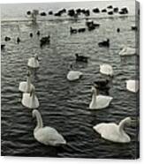 Swan Lake Canvas Print