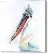 Swimming Pelican Canvas Print