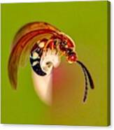Swirly Wasp Canvas Print
