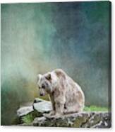 Syrian Brown Bear-3 Canvas Print