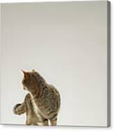 Tabby Cat Looking Behind Canvas Print