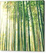 Tall Bamboo Forest Canvas Print