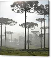 Tall Trees Canvas Print