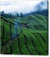 Tea Plantation In Fog Canvas Print