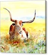 Texas Longhorn, Bluebonnets And Sunshine Canvas Print
