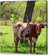 Texas Longhorn Cattle In Field On A Canvas Print