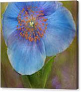 Textured Blue Poppy Flower Canvas Print
