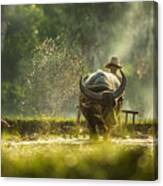 Thailand Farmers Canvas Print