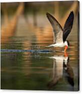 The African Skimmer Canvas Print