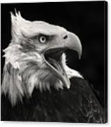 The American Eagle Canvas Print