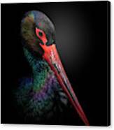The Black Stork Canvas Print