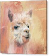 The Charismatic Alpaca Canvas Print