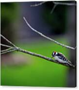 The Downey Woodpecker Canvas Print