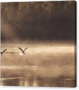 The Early Morning Ducks Canvas Print