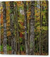 The Fall Woods Canvas Print