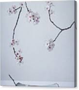 The First Cherry Blossom Canvas Print