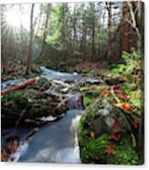 The Forest Stream Canvas Print