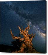 The Galaxy And Ancient Bristlecone Pine Canvas Print