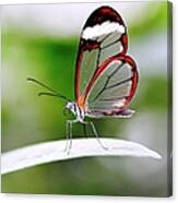 The Glasswinged Butterfly Canvas Print