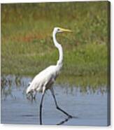 The Great Egret Canvas Print