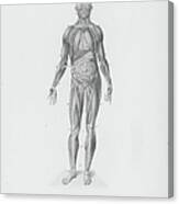 The Human Body Canvas Print