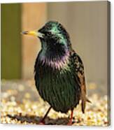 The Iridescent Plumage Of A Starling Bird Canvas Print
