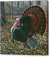 The King Of Spring - Wild Turkey Canvas Print
