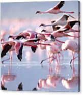 The Lesser Flamingo Which Is The Main Canvas Print