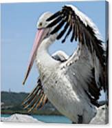 The Love Of Pelicans 02 Canvas Print