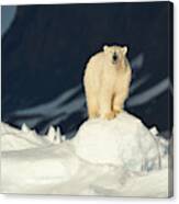 The Most Iconic Figure Of The Arctic Canvas Print