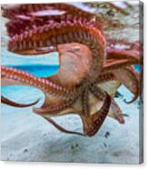 The Octopus Underside Canvas Print