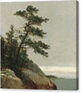 The Old Pine Canvas Print