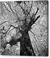 The Oldest Tree In The Wild Forest Canvas Print
